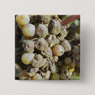 Chapa Cuadrada Uvas de semillón con putrefacción noble. en el mom