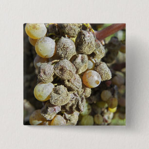 Chapa Cuadrada Uvas Semillon con podredumbre noble. en el momento