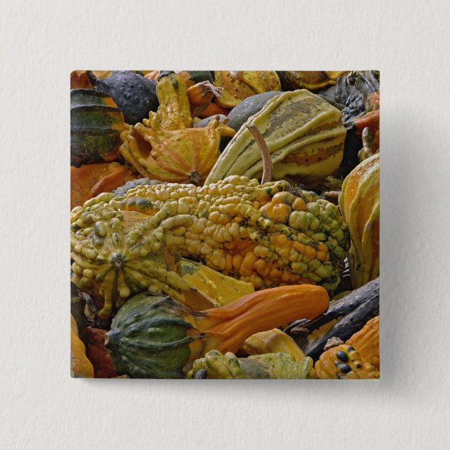 Chapa Cuadrada Variedad de calabaza (Anverso)
