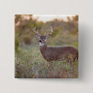 Chapa Cuadrada venado de cola blanca (Odocoileus virginianus) mac