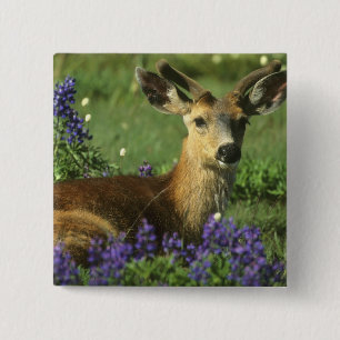 Chapa Cuadrada Venado de cola negra, Odocoileus hemionus