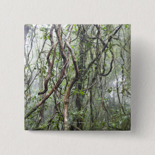 Chapa Cuadrada vid y ramas torcidas en selva tropical