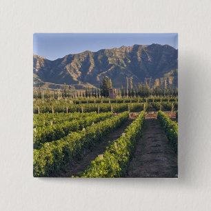 Chapa Cuadrada vides de Cabernet Sauvignon en Huailai Rongchen