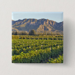 Chapa Cuadrada vides de Cabernet Sauvignon en Huailai Rongchen 2