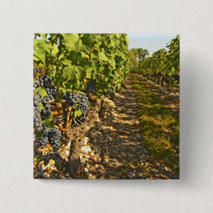 Chapa Cuadrada vides de Cabernet Sauvignon en una fila en la