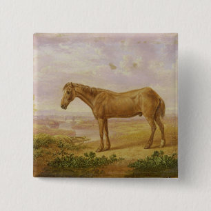 Chapa Cuadrada Viejo Billy, un caballo de proyecto, envejecido 62