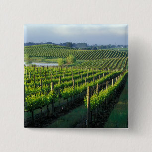 Chapa Cuadrada Viñas en hileras ordenadas en Napa, California