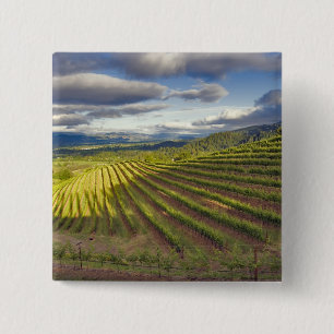 Chapa Cuadrada Viñedo. Valle de Napa. Napa. Condado de Napa