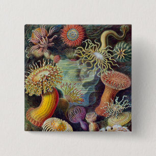 Chapa Cuadrada Vintage Haeckel Sea Anemone