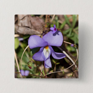 Chapa Cuadrada Violeta de pies-pájaros con Bluets