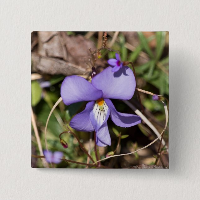 Chapa Cuadrada Violeta de pies-pájaros con Bluets (Anverso)