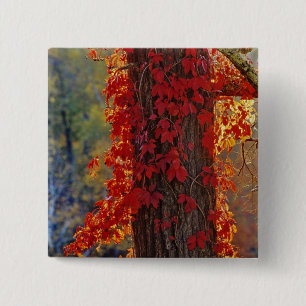 Chapa Cuadrada Virginia Creeper de rojo brillante en otoño en