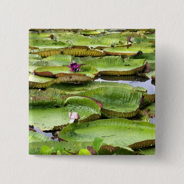 Chapa Cuadrada Vitoria Regis, gigantescas nenúfares en la Amazoní (Anverso)