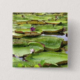 Chapa Cuadrada Vitoria Regis, gigantescas nenúfares en la Amazoní