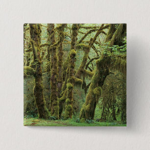 Chapa Cuadrada WA, policía olímpica, bosque lluvioso Hoh, Saló