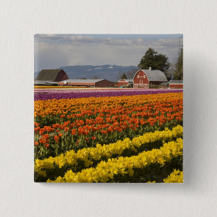 Chapa Cuadrada WA, Valle de Skagit, Campos de tulipanes en flor,