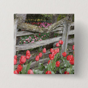 Chapa Cuadrada WA, Valle de Skagit, Jardín de tulipanes Roozengaa