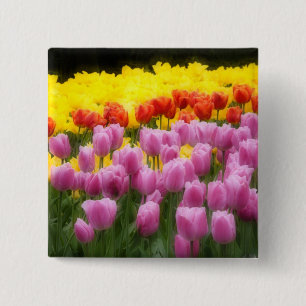 Chapa Cuadrada WA, Valle de Skagit, Jardín de Tulipanes Roozengaa
