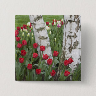 Chapa Cuadrada WA, Valle de Skagit, Jardín de Tulipanes Roozengaa