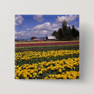 Chapa Cuadrada WA, Valle de Skagit, Tulipán del Valle de Skagit