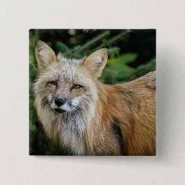 Chapa Cuadrada Wild Fox