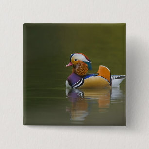 Chapa Cuadrada Wild Mandarin Duck Aix galericulata) sobre la oscu