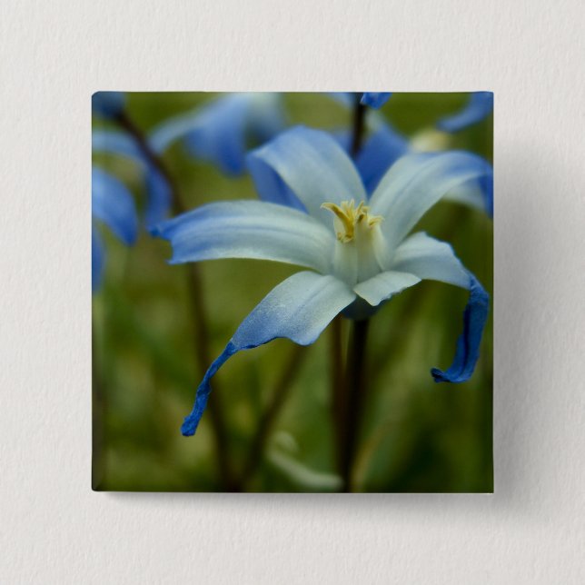 Chapa Cuadrada witherly (Anverso)