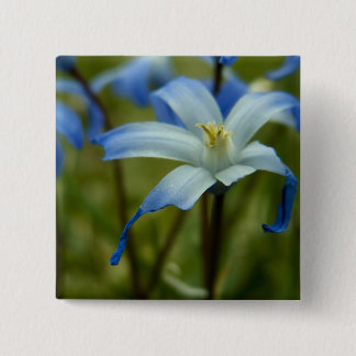 Chapa Cuadrada witherly