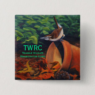 Chapa Cuadrada Wren de Carolina, rehabilitación de la fauna del