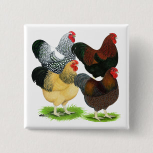 Chapa Cuadrada Wyandotte: Surtido del gallo