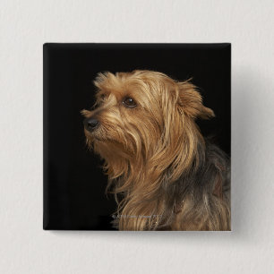 Chapa Cuadrada Yorkie negro y marrón dejó perfil en negro