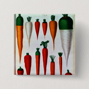 Chapa Cuadrada Zanahorias