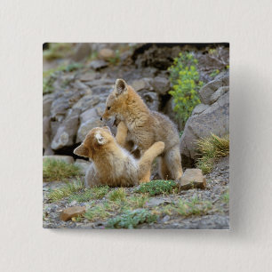 Chapa Cuadrada Zorro gris sudamericano (Lycalopex griseus) par 2