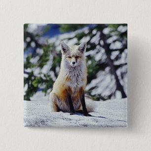 Chapa Cuadrada Zorro rojo sentado en un banco de nieve, Vulpes, M