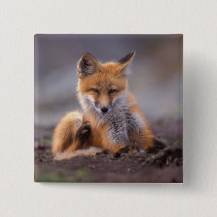 Chapa Cuadrada zorro rojo, Vulpes vulpes, cachorro rascándose,