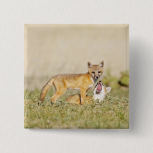 Chapa Cuadrada Zorro veloz (Vulpes macrotis) joven en madriguera,