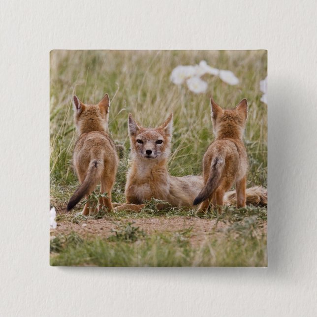 Chapa Cuadrada Zorro veloz (Vulpes velox) hembra con crías en (Anverso)