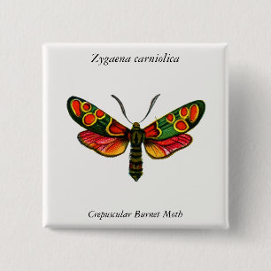 Chapa Cuadrada Zygaena carniolica - La malla de burnet crepuscula