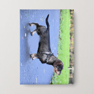 Chapa dachshund cableado lleno