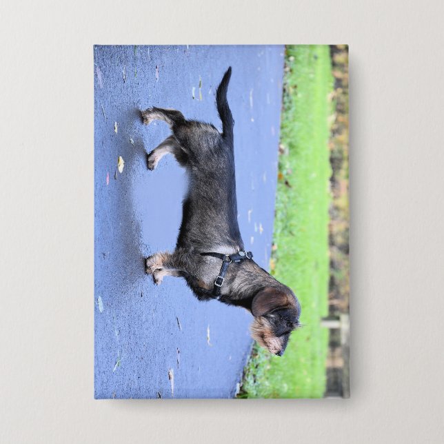 Chapa dachshund cableado lleno (Anverso)