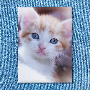 Chapa Foto de retrato vertical de gato familiar