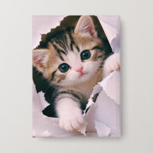 Gatito Adorable