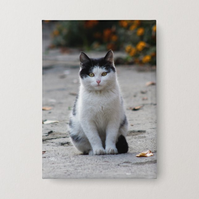 Chapa Gato, blanco, Mascota (Anverso)