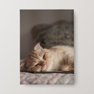 Chapa Gato, Mascota, Gatito