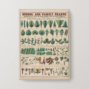 Chapa Gráfico Antiguo de la Escuela Botánica Naturaleza 