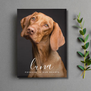 Chapa Homenaje conmemorativo a memoria de mascota