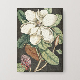 Chapa Ilustración botánica vintage de magnolia de Catesb