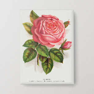 Chapa Ilustración floral de rosa rosa antigua Cottagecor