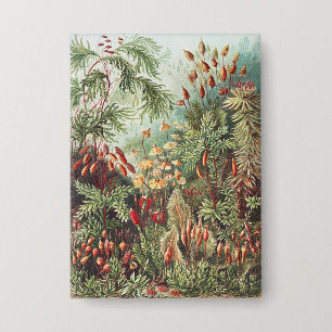 Chapa Impresión de naturaleza de musgo de Ernst Haeckel