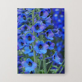 Chapa Insignia de los delfines azules